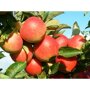 Appelboom 'Jonagold' oude boom (zelfbestuivend)